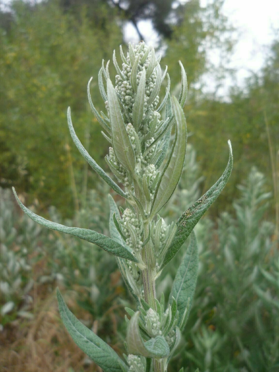 High Resolution Artemisia douglasiana Bud